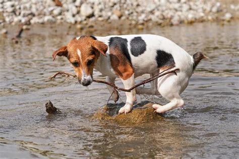 Peque O Jack Russell Terrier Caminando Cerca De La Orilla Del R O Poco