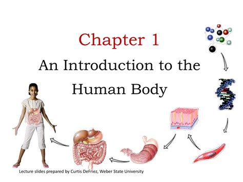 Ppt Chapter 1 An Introduction To The Human Body Powerpoint