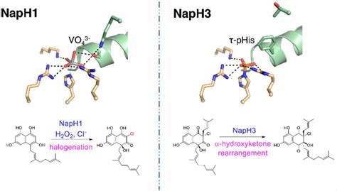 Enzyme Chemistry On Twitter Structural Basis Of Stereospecific