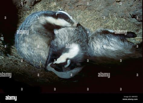 Badger inside the sett pair sleeping Stock Photo - Alamy