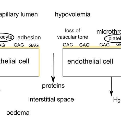 Endothelial Glycocalyx Layer In Physiological States GAG