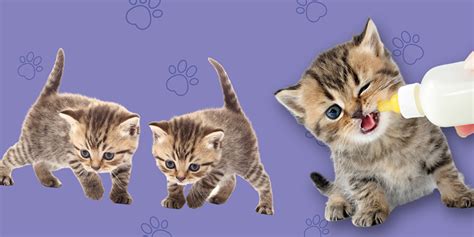 Webinar – 6/26/24 – Advancements in Neonatal Kitten Care – Maddie’s Fund – Shelter Learniverse