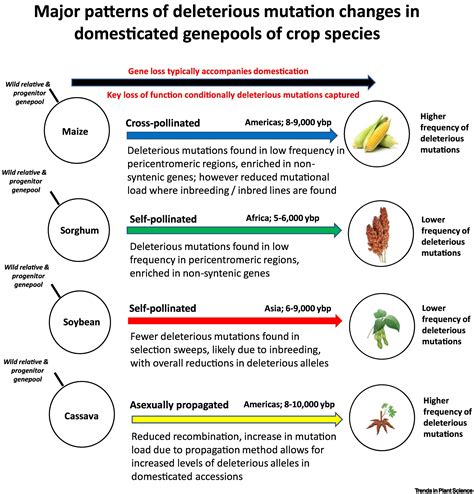 Evolutionary Dynamics And Adaptive Benefits Of Deleterious Mutations In