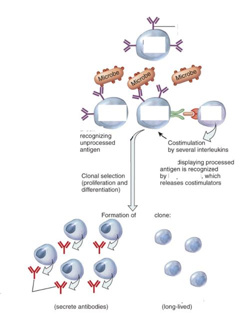 B Cell Activation Diagram Quizlet