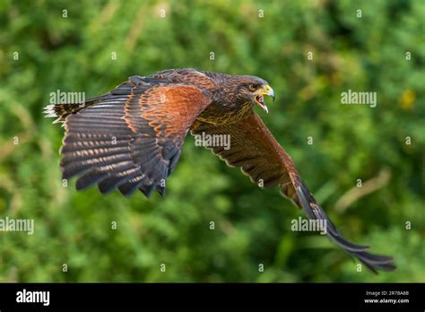 Harris Hawk In Flight Stock Photo Alamy