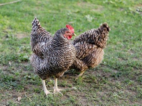 Barred Rock Rooster Vs Hen