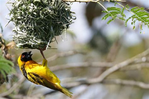 Meet The Wildlife Of Lake Victoria On Safari