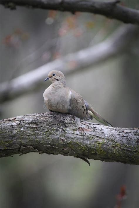 Mourning Dove Relaxing On Tree Branch Zenaida Macroura Stock Photo