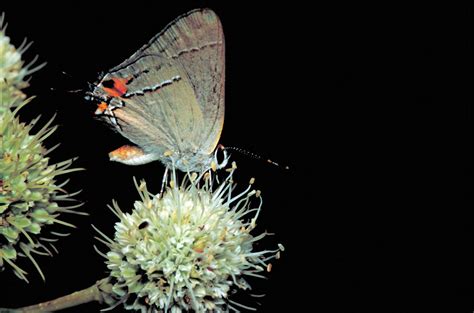 Free picture: gray, hairstreak, butterfly, strymon, melinus
