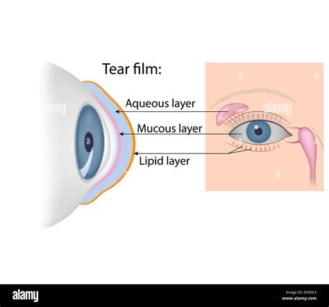 Structure Human Eye Lacrimal Glands Hi Res Stock Photography And Images