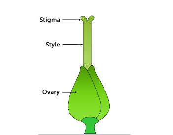 Parts Of A Flower Diagram And Functions