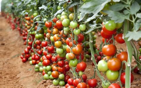 Natural Fertilizers For Your Tomatoes And Cherry Tomatoes Grandma S