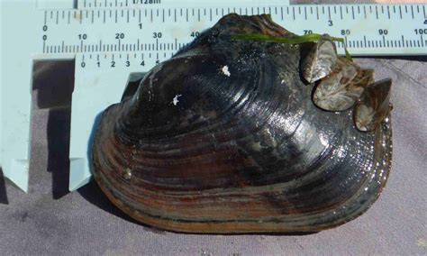 Researchers Investigate Native Mussels In Detroit River For First Time