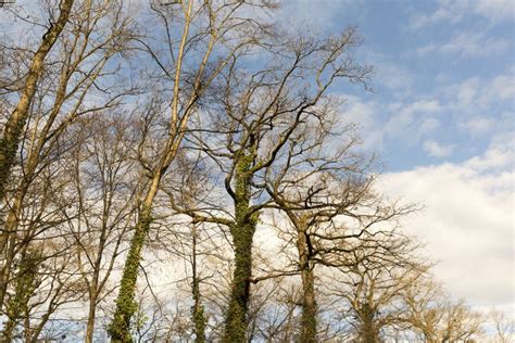 Naked Trees Branches In The Winter Stock Image Image Of Winter