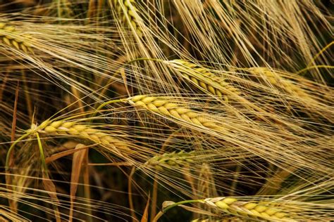 Tarweoren Op De Houten Lijst Schoof Van Tarwe Over Houten Backgro