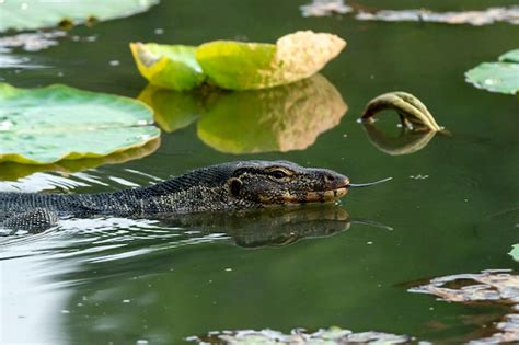 Monitor De Agua Varanus Salvator Con Hojas De Loto En El Estanque