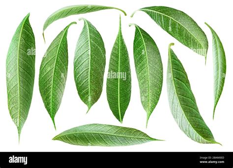 Mango tree leaves hi-res stock photography and images - Alamy