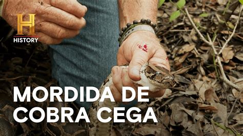 Picadas De Cobra Um Risco Constante Nesse Ramo MERGULHADOS NO