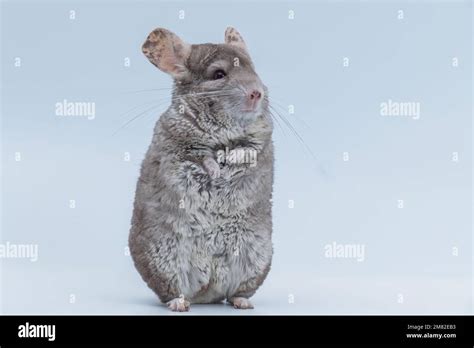 Chinchilla Stands On Its Hind Legs Isolated On A White Background Home