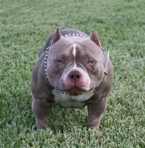 Bully dogs - jujamob