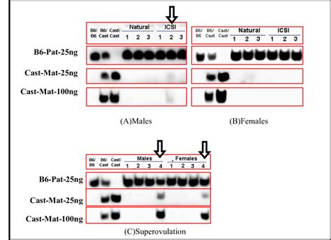 Allele Specific Expression Of Peg In Brain Tissue Of Dpp Mice