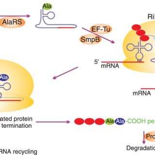 tmrna pathway tmrna   aminoacylated  alanine
