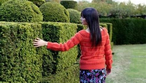 Boxwood Shrubs | Garden Guides