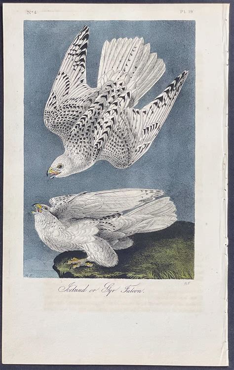 At Auction John James Audubon Audubon Iceland Or Gyr Falcon 19