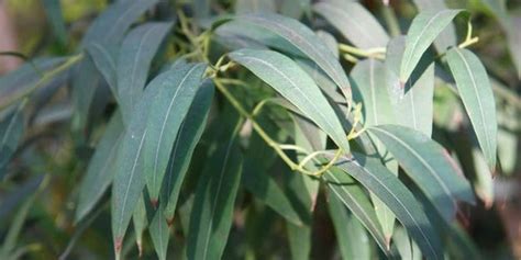 phellandrene benefits   risks