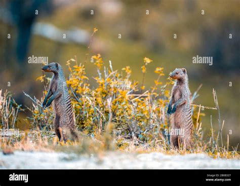 Funny Groundhog Hi Res Stock Photography And Images Alamy