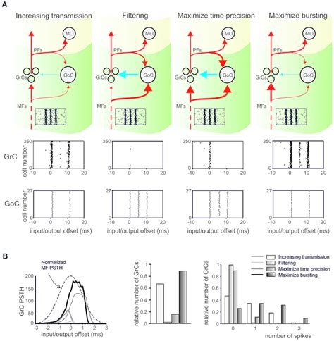 Integrated Regulation Of Microcircuit Functions By Synaptic Plasticity Download Scientific