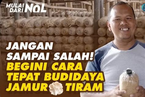 Jangan Sampai Asal Begini Cara Budidaya Jamur Tiram Agar Cepat Panen