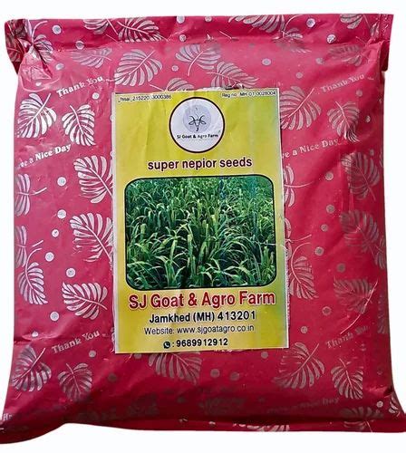 Natural Green Rectangular Super Napier Grass 4g Bullet 5 Feet At ₹ 675 Kg In Pune