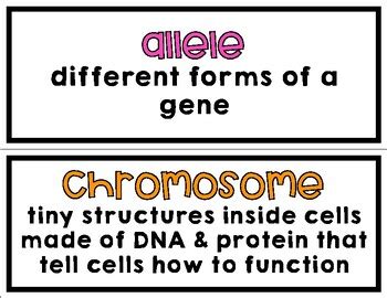 Genetics Word Wall By Mrs Maddox S Class TPT