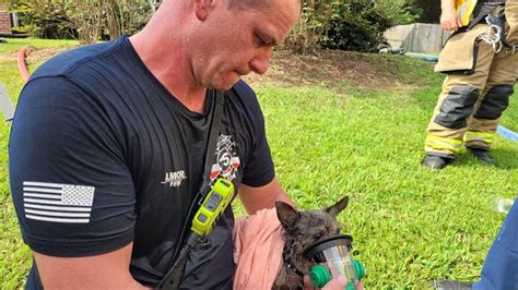 Firefighters save dog and turtle from devastating fire: Officials | 11alive.com