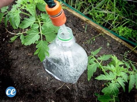 Secrets De Jardinier Pour Faire Pousser De Belles Et Grosses Tomates