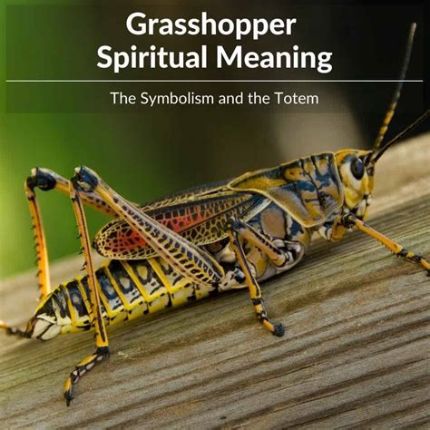 Grasshopper Spiritual Meaning: Unlock Your Inner Wisdom