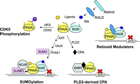 The Ppar Rxr Transcriptional Complex In The Vasculature Circulation