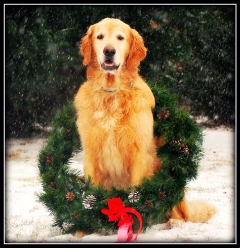 Christmas Golden Retriever! | Golden retriever christmas, Christmas ...