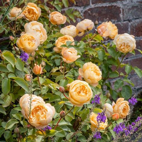 Heritage English Shrub Rose David Austin Roses