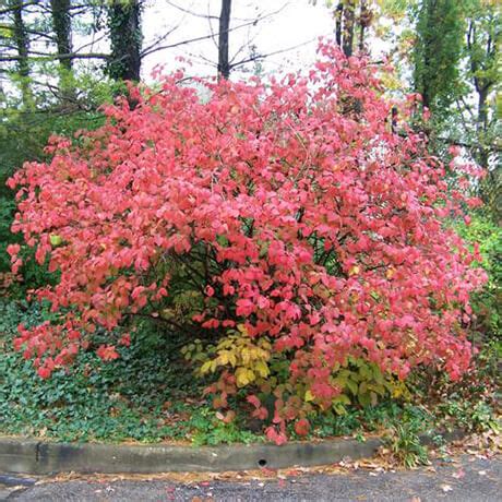 Growing the fragrant snowball viburnum carlesii 'korean spice ...