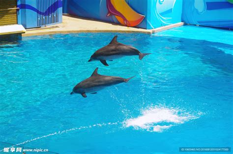 海豚跳水 跳水海豚摄影图__海洋生物_生物世界_摄影图库_昵图网