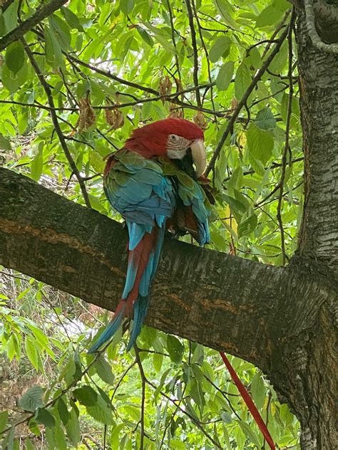 Southwark Notes On Twitter Just To Say This Parrot Is A Woman S