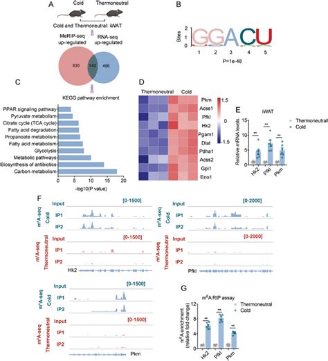 m⁶A modification induced glycolysis activation of beige fat in cold A