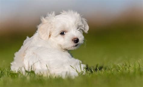 Maltese Poodle Mix The Ultimate Guide To The Mighty Maltipoo All