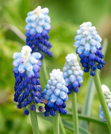 Best Spring Bulbs To Plant In Fall 13 For A Top Display Homes And Gardens