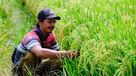 Jurus Wilmar Selamatkan Petani