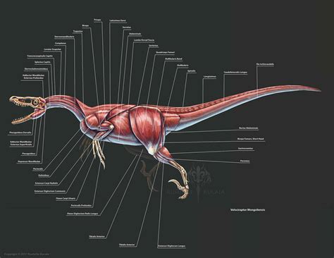 Velociraptor Anatomy Study - Rushelle Kucala Art