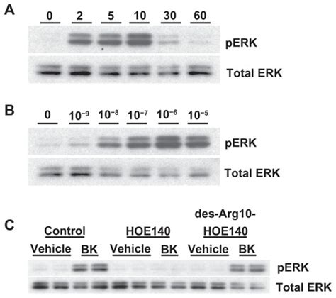 Full Article The Bradykinin B2 Receptor Induces Multiple Cellular