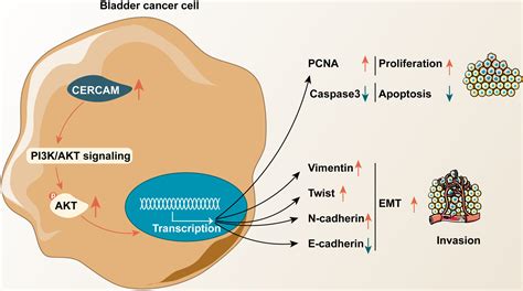 The Oncogenic Role Of The Cerebral Endothelial Cell Adhesion Molecule